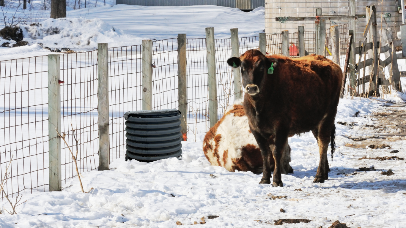 how to prevent ice livestock waterer